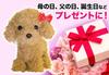 Comfortable Life: A Talkative Robot Animal (Fluffy Toy Poodle)