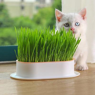 Hydroponický tác na sazenice Kreativní kočičí svačina Kočičí pěstební květináč Opakovaně použitelná zahradní miska na pěstování Catnip Potřeby pro domácí mazlíčky