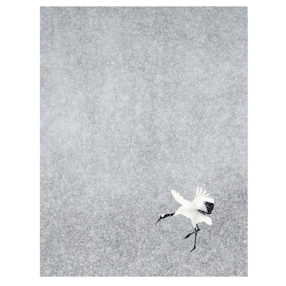 Markus Varesvuo Japanese Crane Print