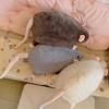 3D Simulated Mouse Super Soft Plush Mouse Plushy Doll Stuffed Rat Plush Animal Toy Peluche Mascot New Year Birthday Gift