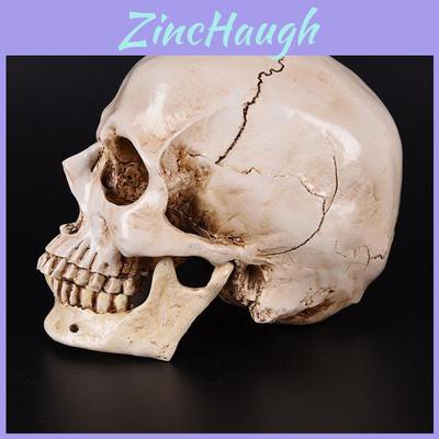 Realistic Life Size Human Anatomy White Resin Replica Skull For Halloween Decor