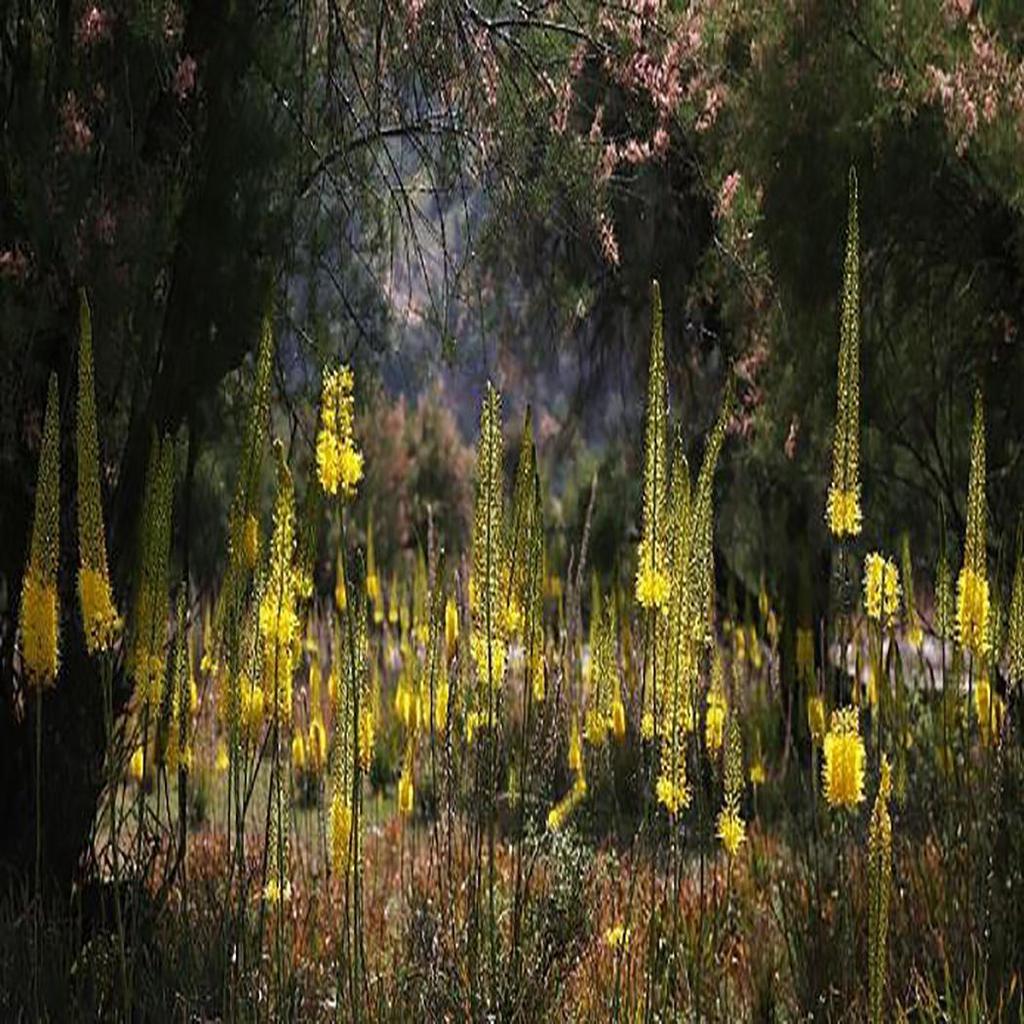 Garden 100 PCS Eremurus Seeds Foxtail Lily Bulbs Hardy Perennial Ornamental Plant