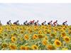 Tour de France 2019 Speciální box Blu-ray 2 Disc Set TBR-29303D cyklistický silniční závod