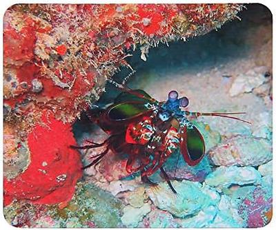 Mantis Shrimp Mouse Photopad Crustacea Pad (World Series)