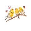 Vinyl Yellow Birds On Bunch Wallsticker For Home Kitchen Garden Room (45X60Cmself-Adhesive, Wall, 45 Cms)