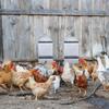 Chicken Feeder Mineral Crushed Food Container Promotes Healthy Digestion And Eggs Formation Easy Installation Feeders