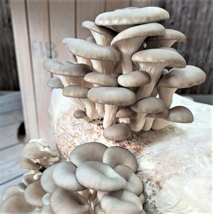 Grzybnia Boczniaka Duży Balot Kostka Około 15Kg
