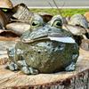 Tissue Box with Fun Toad-Shaped Tissue Holder Stable Resin Base Towel Dispenser for Kitchen Bathroom Home
