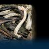 Pu'er Tea Raw Tea 88 Green Brick Spring Tea Yunnan Ancient Tree Tea 500g
