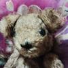 [USED] Terumi Yoshikawa Teddy Bear Charlie