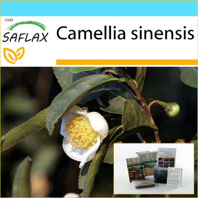 Gift Set - Tea Plant - 6 Seeds - With Gift Box, Card, Label and Potting Substrate - Camellia Sinensis
