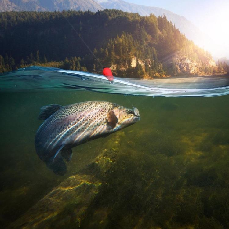 Fishing Tackle Accessories Floating Bobbers Indicators Fishing Bobbers Fishing Floats for Trout Saltwater