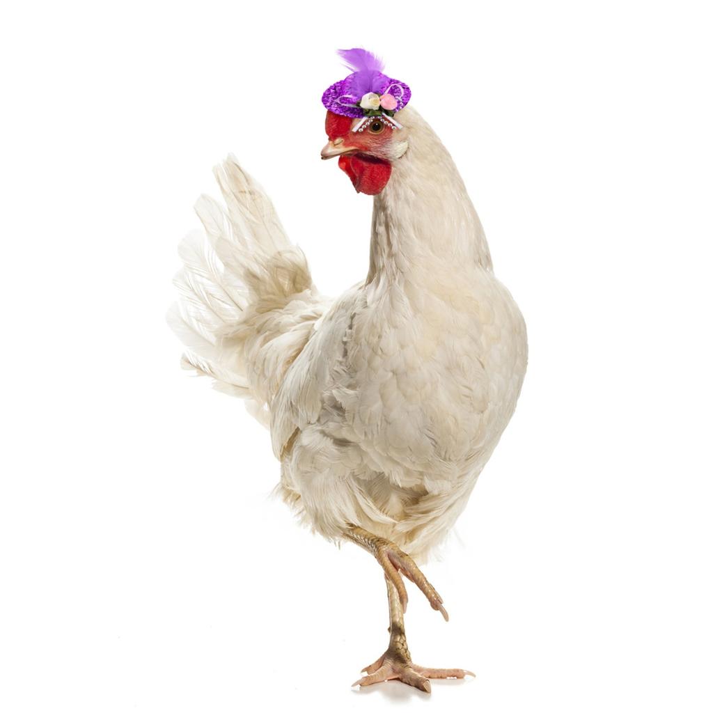Chicken Hats For Hen Small Funny Chicken Accessories Feather Top Hat