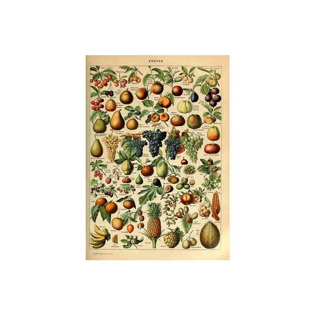 Vintage Vegetable Fruit Botanical Education Poster Mushrooms Chart Drawing Wall Art Canvas Painting for Living Room Decor Quadro
