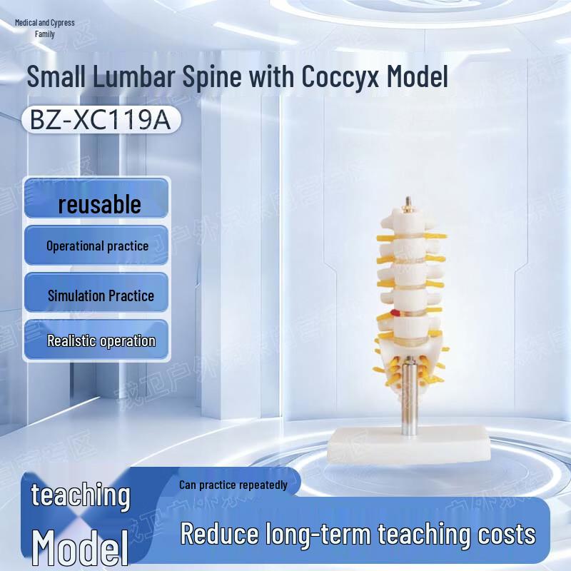 Yi Bai Ke Small Lumbar Spine & Coccyx Model