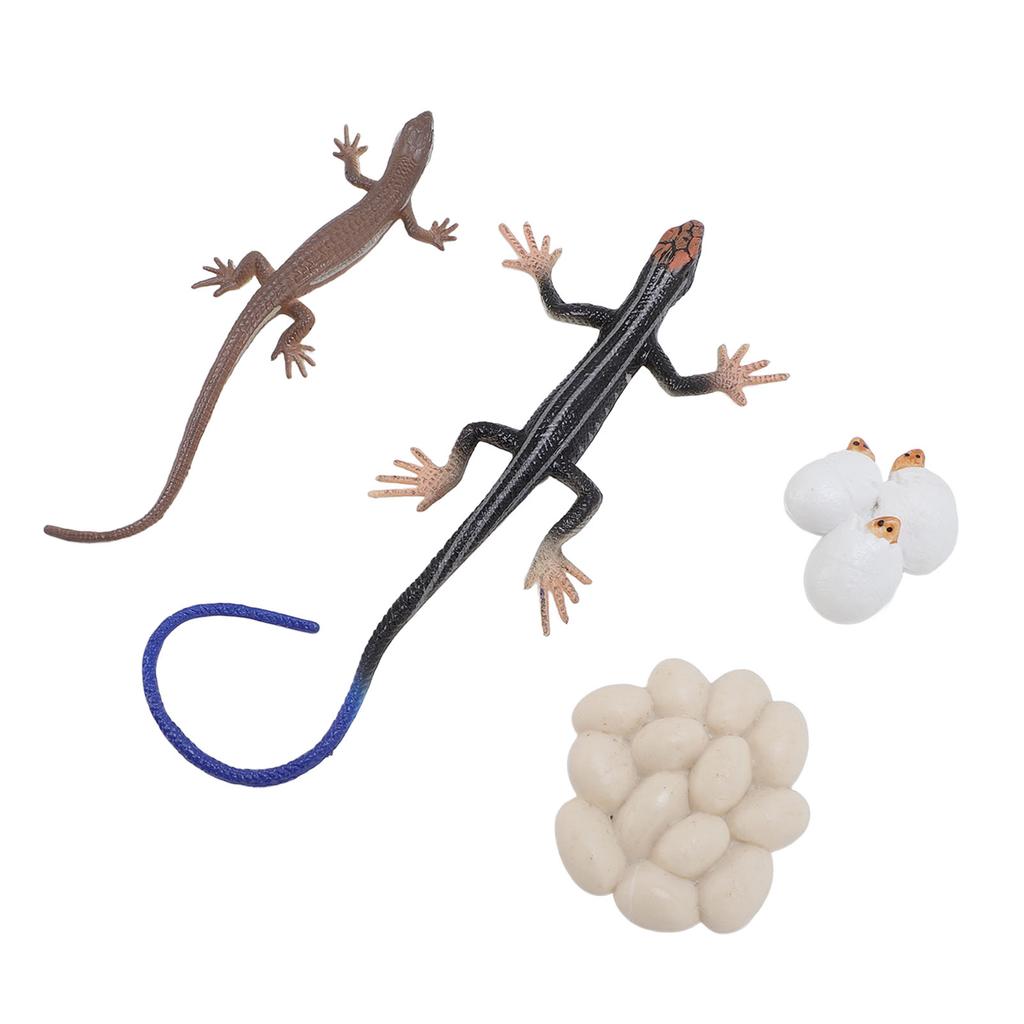 Skink Life Cycle Toy Figurines PVC High Simulation Animal Life Cycle Toy Sandbox Accessories