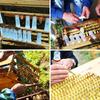 20Pcs Queen Bee Rearing Cup Larva Anti Worker Bees Bite Protective Cover Beekeeping Cell Cup Apiculture Beekeeper Supplies