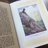 [USED] Western books, old picture books, THE WATER-BABIES, children's books