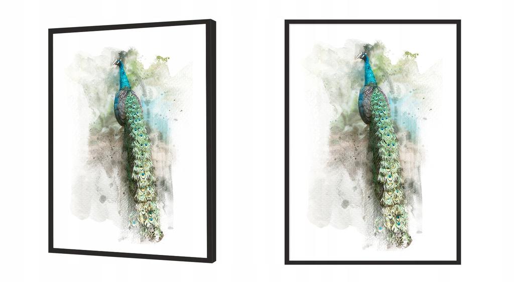 Picture Poster In a Frame 43x33 Cm Peacock P768