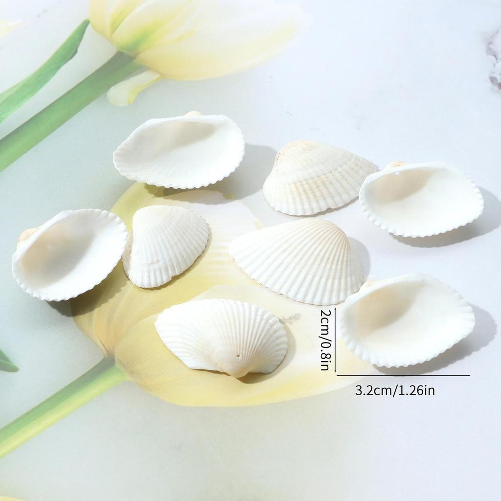 20 Natural Shell Conches with Holes for DIY Bracelet Charms