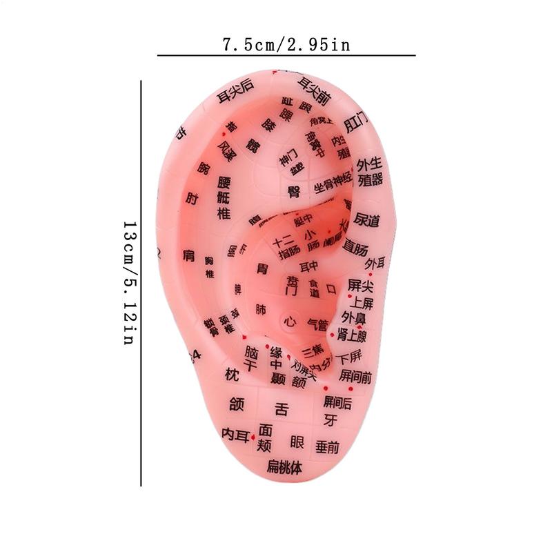 Model Zonă Reflexă Ureche Model de Afișare Anatomie Ureche Zonă Reflexă Recuzită pentru Prelegeri în Clasă Școlară Ajutor Didactic pentru Începători Până la Profesioniști