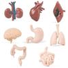 Montessori Teaching Aids: Human Organ Models for Children's Early Education