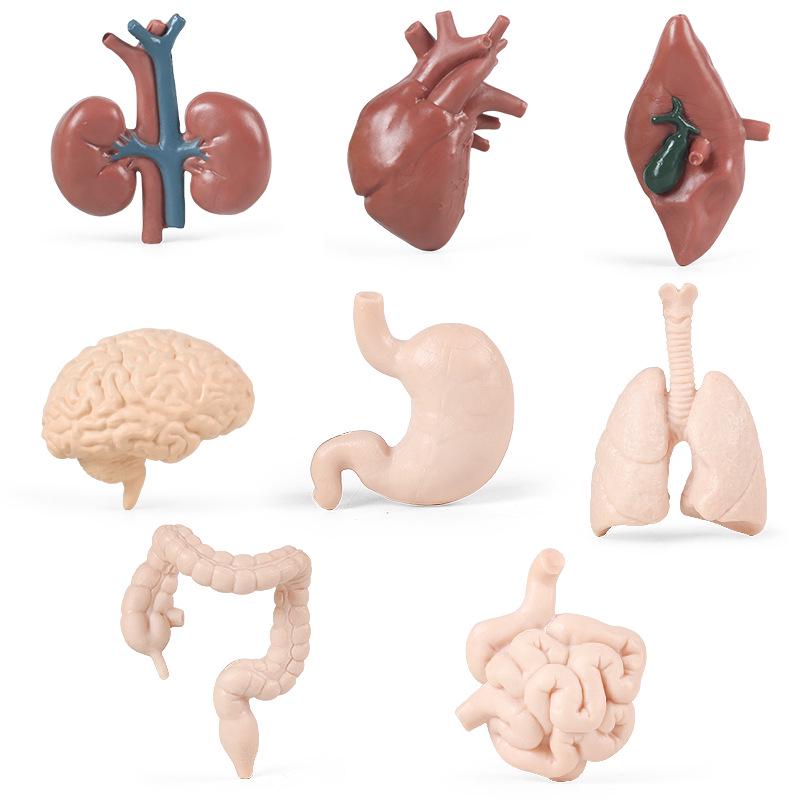 Montessori Teaching Aids: Human Organ Models for Children's Early Education