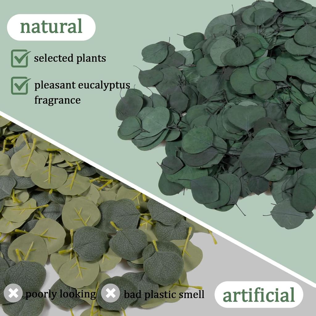 300PCS+ Real Eucalyptus Leaves for Shower - Sukh Dried Eucalyptus Leaves for Shower Fresh Shower Plant Eucalipto Para Decoracion Preserved Flower