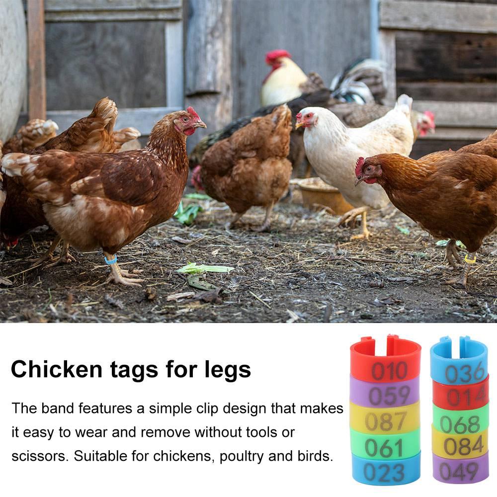 100 ks přenosných značek na nohy drůbeže plastový 16/20mm kroužek na nohu s číslem písmenem 5 barev kroužky na nohy ptáků