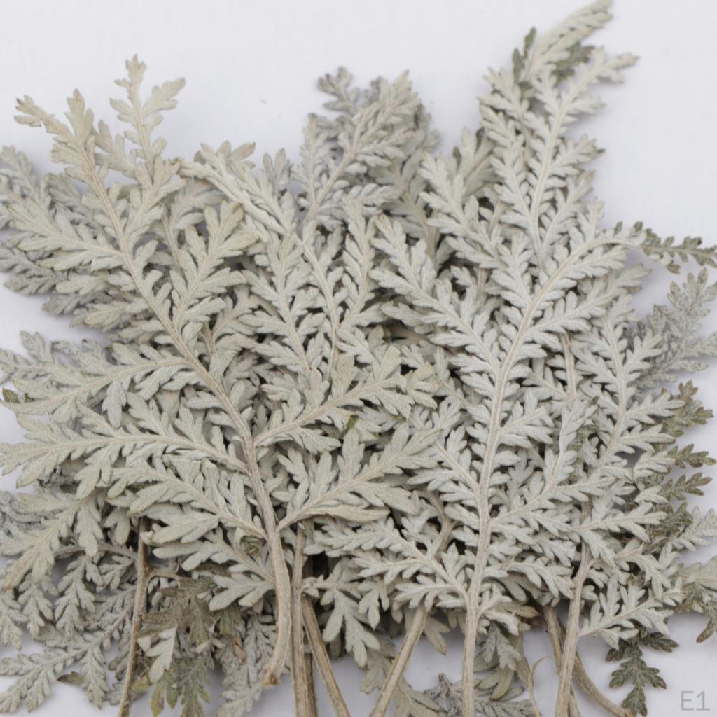 12 Dried Flower Assorted Artemisia Leaves DIY Kunst und Skulpturen Cards