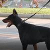 High Quality Big Dog Collars with Metal Buckle Handheld Pet Collar for Medium Large Dogs German Shepherd mascotas Accessories