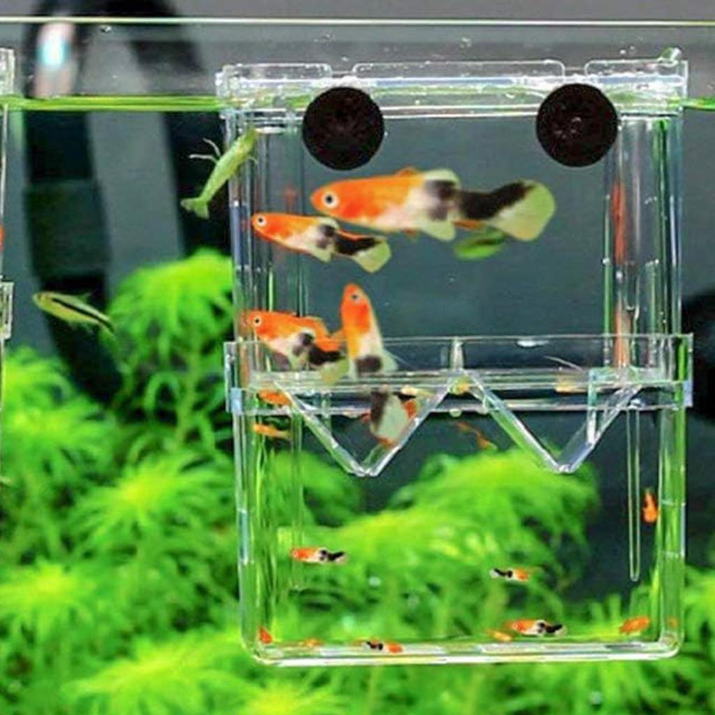 thumbnail image 2 of Baby Aquarium Acrylic Fish Breeding Box - 3.9 Inch Square Aquarium Nursery Isolation Tank With Suction Cups Aquarium Isolation Tank 2 of 11