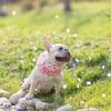 Haustier-Kühlhalstuch ohne Kühlakkus für Corgi Zufällige Farbe