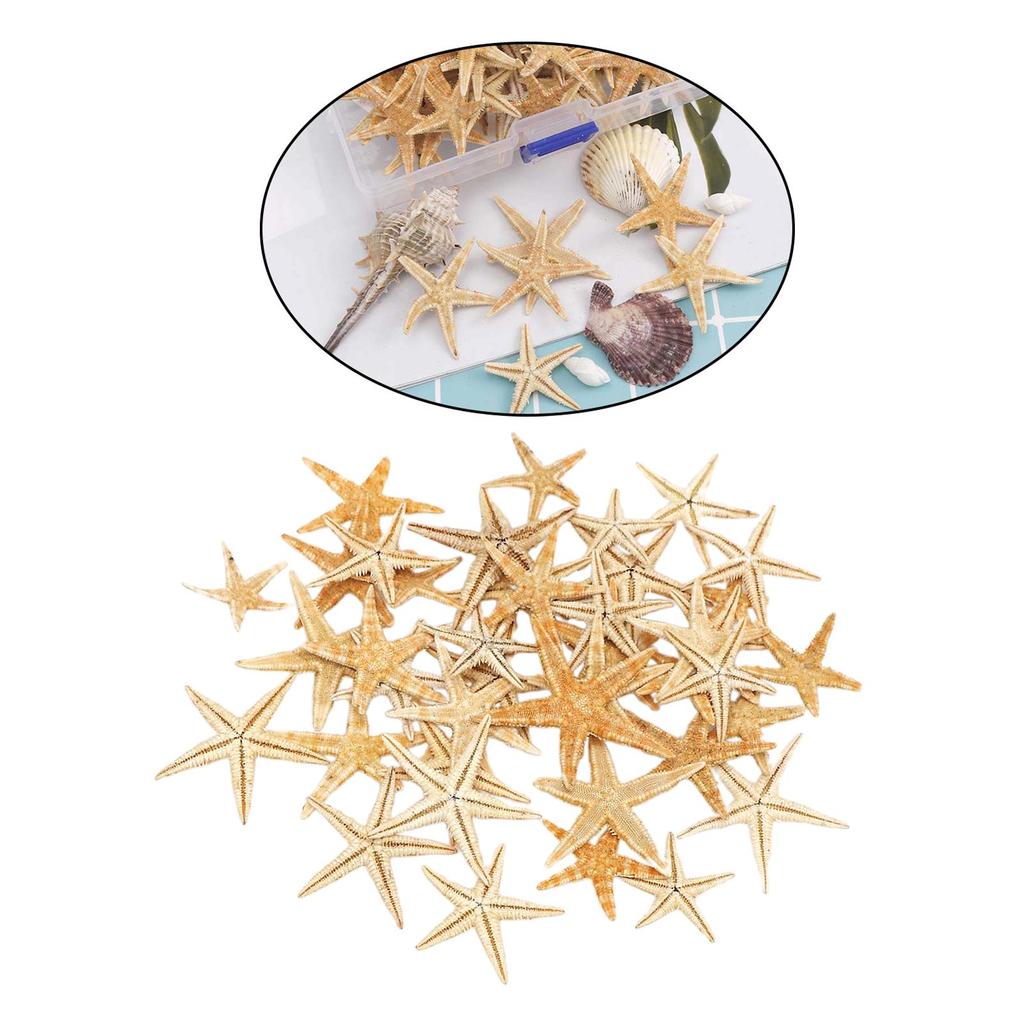 Mini Natural Flat Tan Starfish Seashells Beach Wedding Decor Craft Supplies