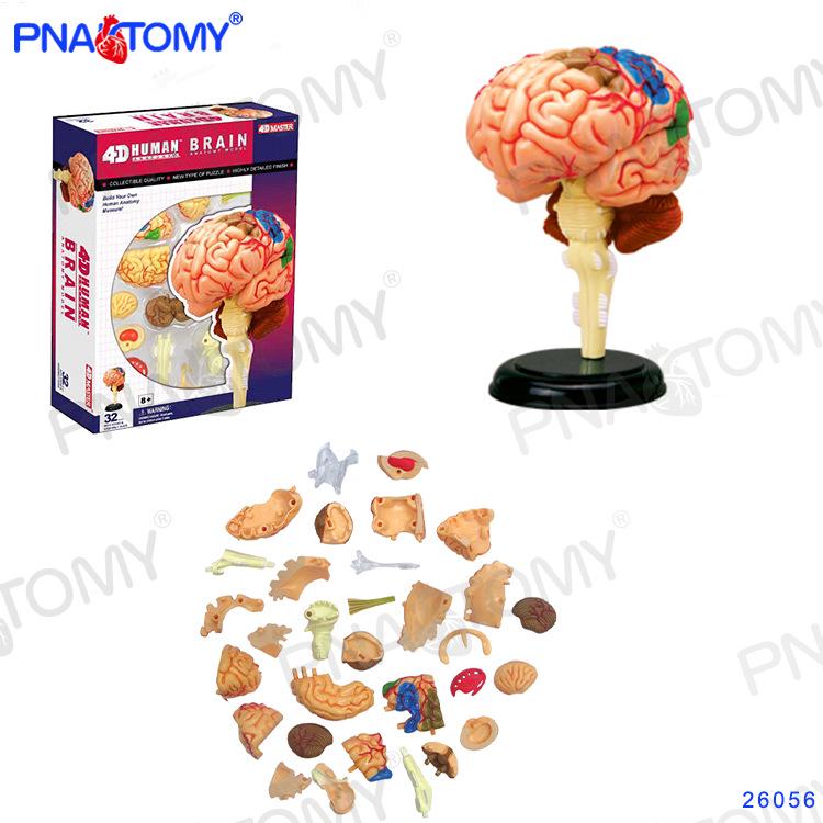 4D Human Anatomy Model: Brain, Heart, Eye, Ear, Pelvis, Knee, Muscle