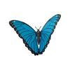 1/3/6Pcs 3D Butterfly Refrigerator Magnet DIY Home Office Kitchen Locker Fridge Realistic
