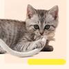 Cat Chew Toys Interactive Molar Cotton Rope Toys Cat Teaser Toy Clean Mouth Kitten Play Toy Pet Supplies Accessories