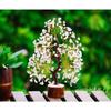 Seven Chakra Crystal Gemstone Bonsai Money Tree with Golden Wire and 300 Beads Figurine Standard Size - Clear Quartz, 1 Piece