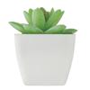 MidOcean Artigrap Graptopetalum Paraguayense Artificial Plant