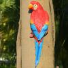 Simulation Parrot Bird Sculpture?Resin Craft Wall Hanging Garden Decoration