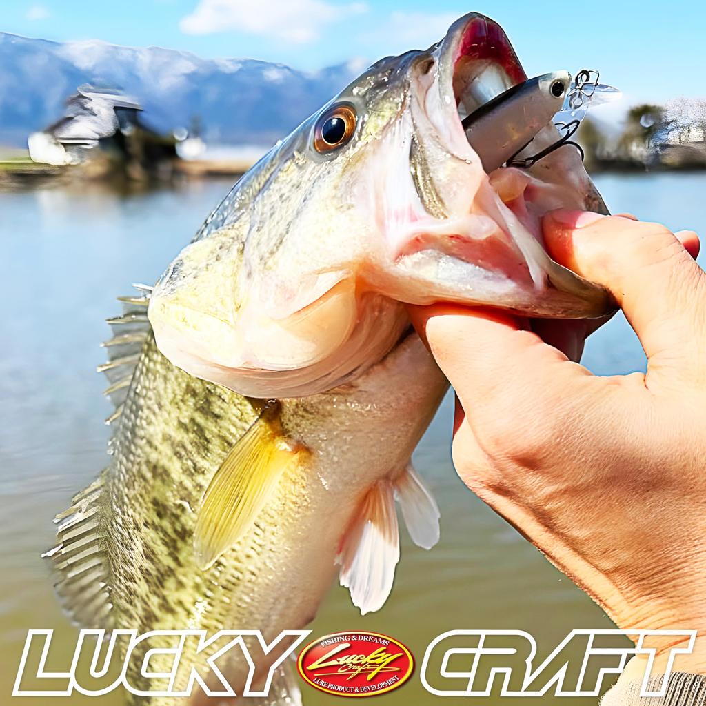 LUCKY CRAFT Pointer 65 Freeze Brown Fishing Lure Minnow [Bee 65SP] (803 Trout)