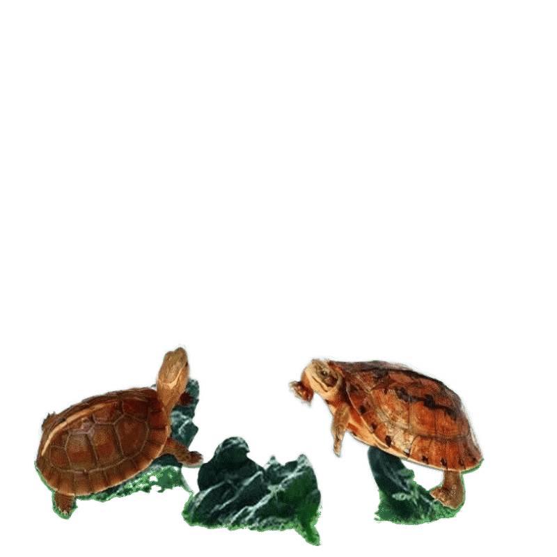 High-Calcium Pellets for Large Turtles