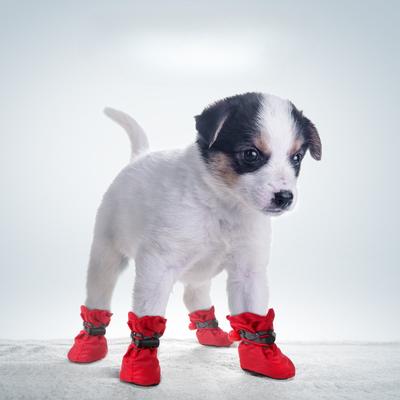Oblečky a obuv – Obuv pro psy