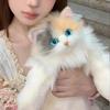 Bebek ve Peluş Oyuncaklar – Doldurulmuş ve Peluş oyuncak hayvanlar