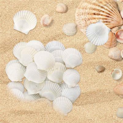 Punching Hole Small Sea Shells For Crafts Crafting Shell Bulk Real Seashells Natural Mother Of Pearl Shell Pendant Sector-Shaped