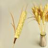 Cat Teaser Toy Bell Squeaky Interactive Feather Cat Toy Simulated Barley Teeth Cleaning Pet Cat Stick Toy