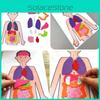 DIY Menschliche Organerkennung Vliesstoff Lehrmaterial-Set für Kinder Wissenschaftsexperiment Materialset
