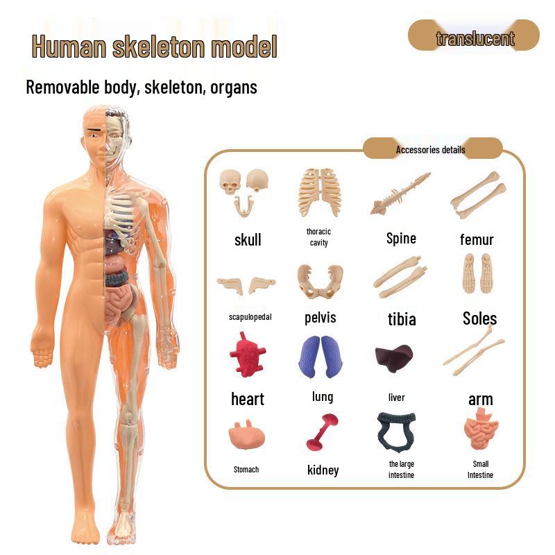 3D Human Anatomy Model: Detachable Children s Science Toy - Skeleton & Organs