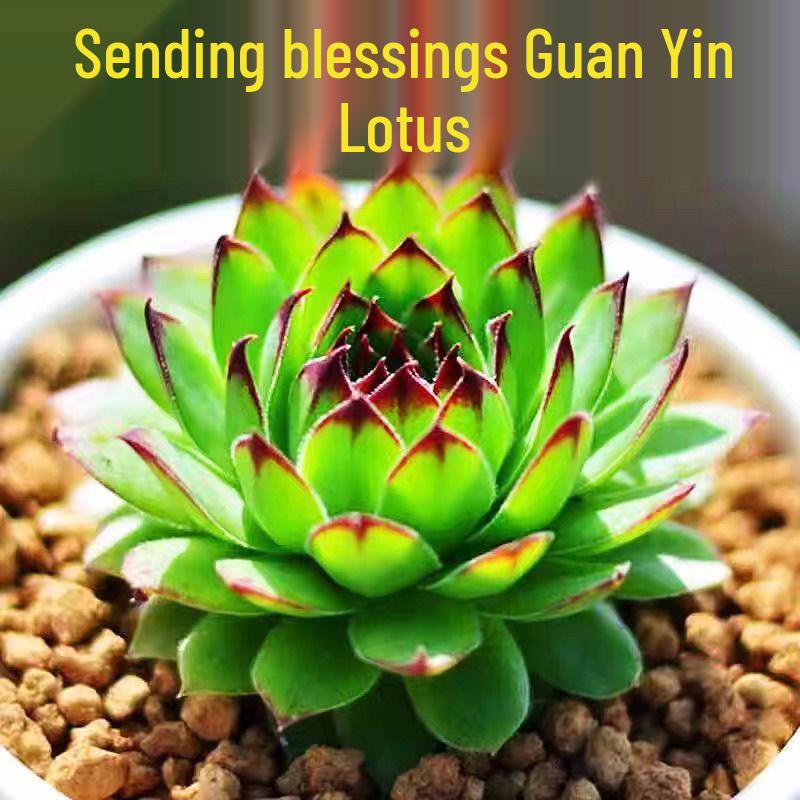 Guanyin Lotus Succulent: Large Indoor Bonsai with Pot, Easy-Care, Old Trunk Style, Soil Included