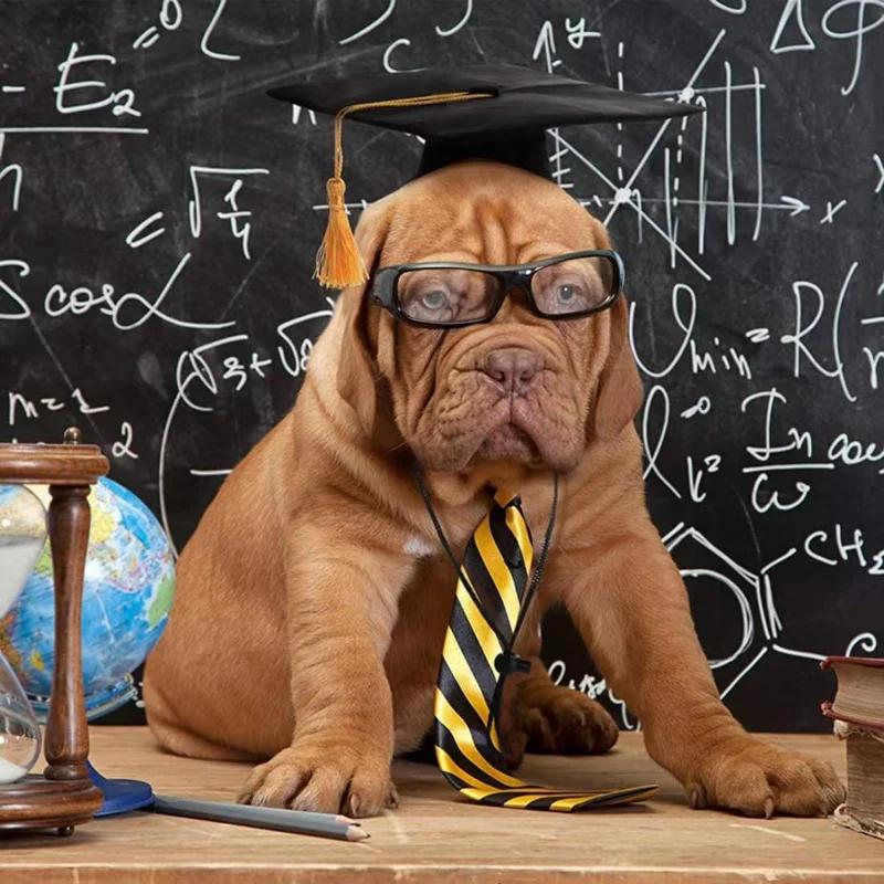 Pet Graduation Caps Black Grad Hat with Yellow Tassel for Dogs Pet Graduation Costume Puppy Dog Cat Holiday Costume Accessories